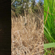 Fotos de Argiope bruennichi, también conocida como araña avispa, tomadas por investigadores daneses. Esta araña usa seda para construir telas en forma de espiral